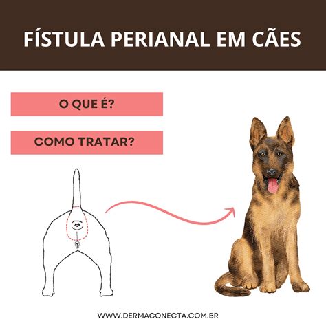 cachorro lambendo cu|Prurido perianal em cães: sintomas, causas e tratamentos